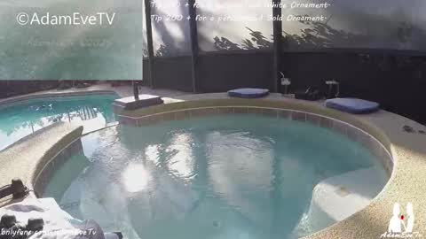 Adam And Eve online show from December 20, 7:54 pm