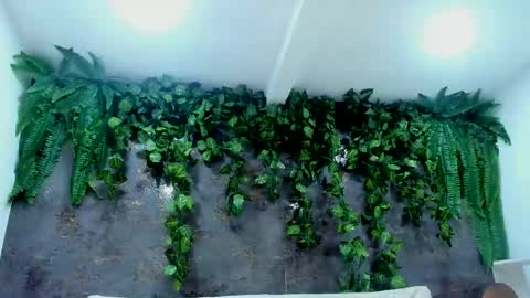 Alice online show from November 24, 5:00 pm