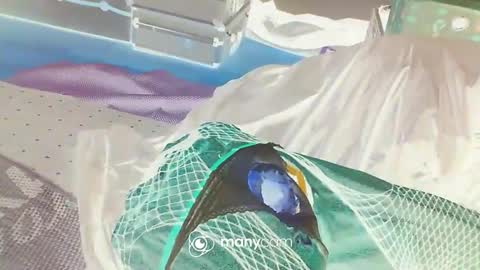 HoneyMelonGuy online show from January 3, 3:16 am