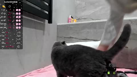 Snapshot of amirastar chatting on October 1, 7:29 am Amira Lush Domi is active Open Pvt Welcome to the world of pleasure online show from October 1, 7:29 am