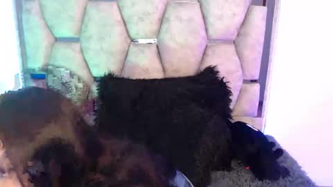 analymilles online show from April 21, 3:13 am