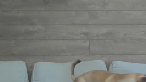 annasplash online show from March 10, 9:01 am