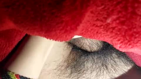 Boloski7 online show from December 20, 6:42 am