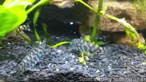 Booker Baxton online show from March 6, 4:08 am