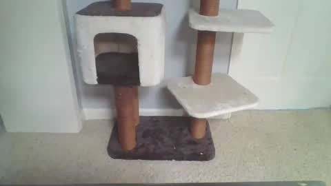 Snapshot of cammyman6900 chatting on October 7, 2:46 pm cammyman6900 online show from October 7, 2:46 pm