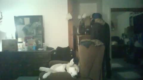 Snapshot of chad_the_blatalian chatting on October 29, 5:42 am GigaChad online show from October 29, 5:42 am