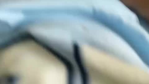 domenic online show from January 31, 3:00 pm