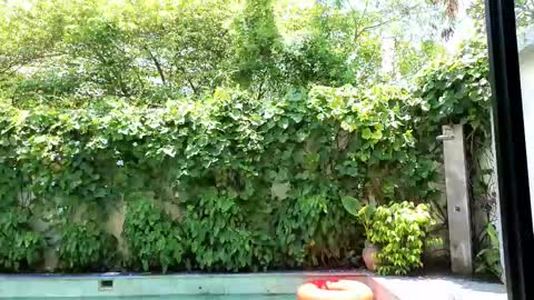 Lin inst lingoodyy online show from February 26, 5:03 am