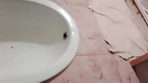 dthedog12 online show from January 10, 8:25 pm