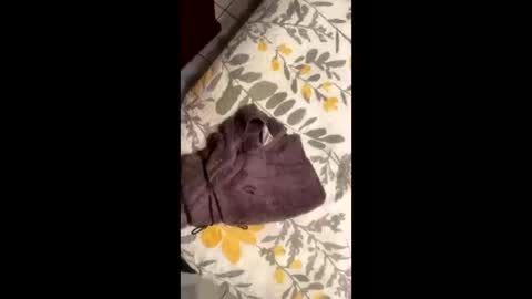 ehdgher online show from September 23, 1:49 pm