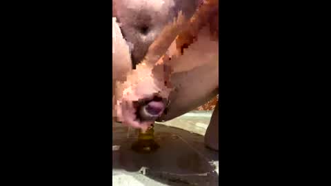 esteven1313 online show from December 22, 3:46 am