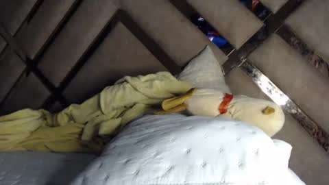 eyshaexotii online show from September 9, 11:16 pm