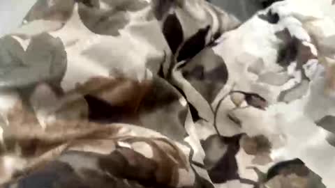 falahafterdark online show from April 21, 6:09 am