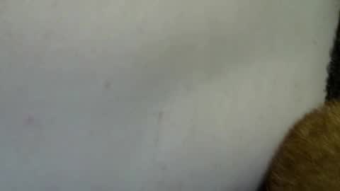 flufferbutt2 online show from April 4, 10:22 am