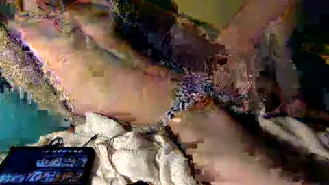 Squirrel twink online show from December 21, 1:17 pm