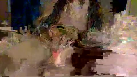 Squirrel twink online show from April 17, 11:34 am