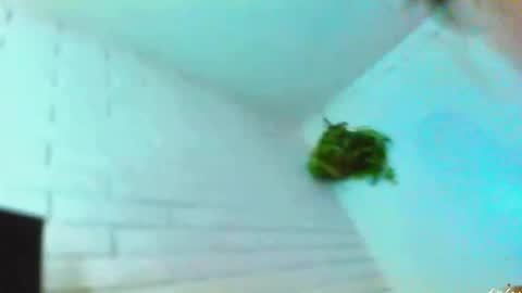 Kelsi  online show from November 11, 3:42 am