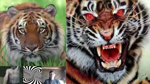 kodiakpm1 online show from November 12, 6:10 pm