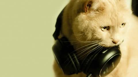 li_lit online show from February 22, 6:21 pm