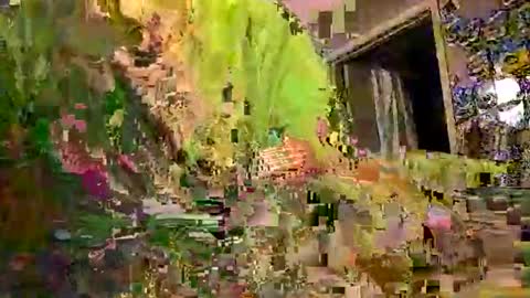 lie2ne online show from December 21, 6:20 am