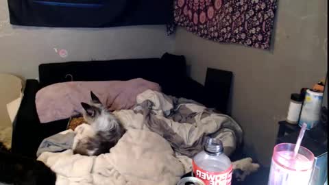 londonray online show from November 15, 11:45 am