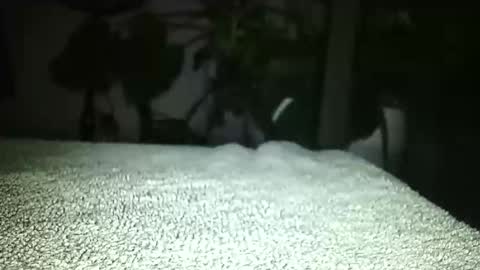 Luke online show from April 17, 1:19 am