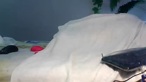 Bee Bee online show from September 28, 8:56 am