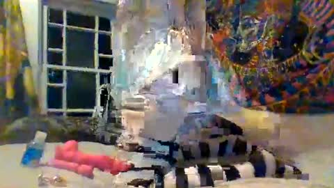 Snapshot of malliciousxo chatting on September 29, 12:53 am malliciousxo online show from September 29, 12:53 am