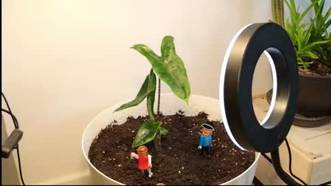 manup1977 online show from November 26, 1:14 am