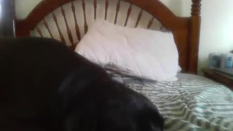 Davis online show from February 14, 8:11 pm