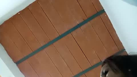 megan_greyxx online show from November 1, 2:34 am