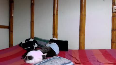 Mia  Sam online show from March 12, 4:49 am