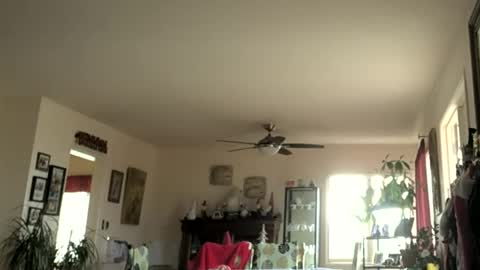 Monkee Dance online show from January 1, 7:43 pm