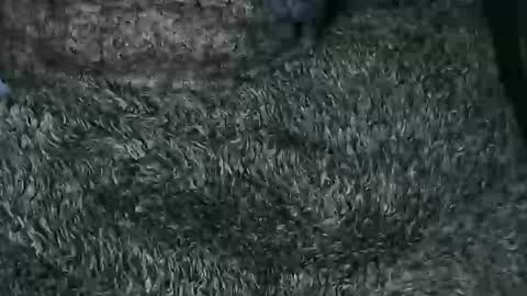 nineinchhard online show from December 16, 9:26 am