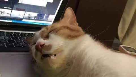 Pam online show from March 4, 5:32 am