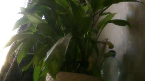 pamela_passion online show from July 20, 11:23 am