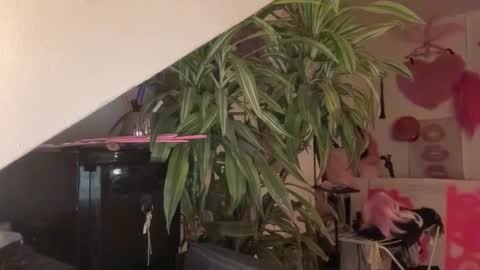 pinkfag online show from March 31, 5:57 pm