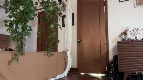 pnkgf online show from February 19, 12:46 am