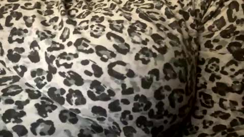 poe215241 online show from November 16, 1:51 am