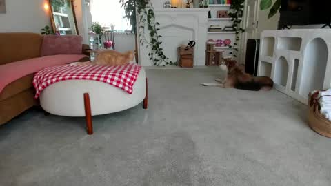 Pretend online show from March 25, 4:14 pm