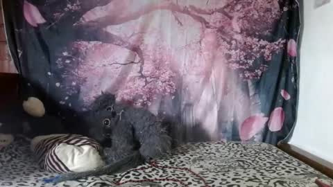 ravenlotus online show from June 25, 7:41 pm