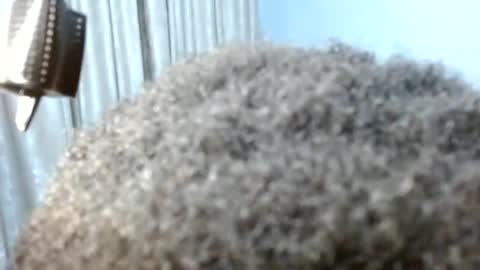 shazz online show from July 8, 12:03 am
