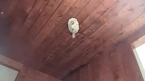 Gee online show from April 17, 12:40 pm