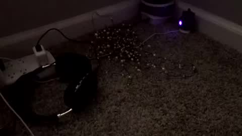 Sugar Brown online show from March 4, 3:20 pm