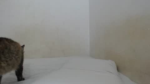 sirajones online show from February 25, 12:47 am