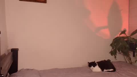 slowburnmystic online show from March 29, 4:03 am