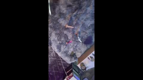 love bug online show from February 28, 1:48 pm