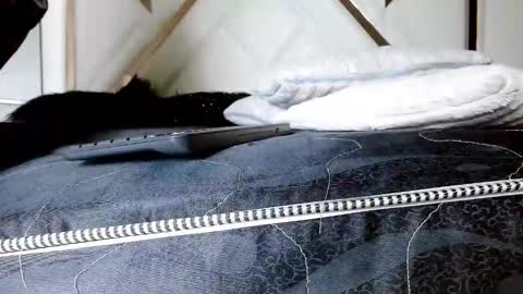 SophiaLee online show from February 13, 1:31 am