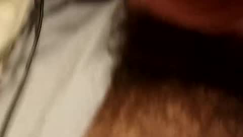 spigno online show from January 14, 12:40 am