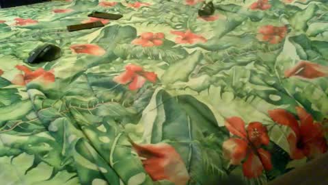 Rocco-load online show from September 24, 4:47 pm